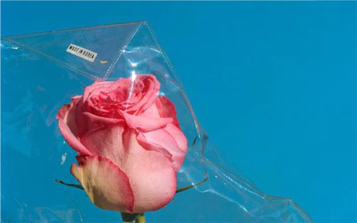 pink rose inside plastic bag