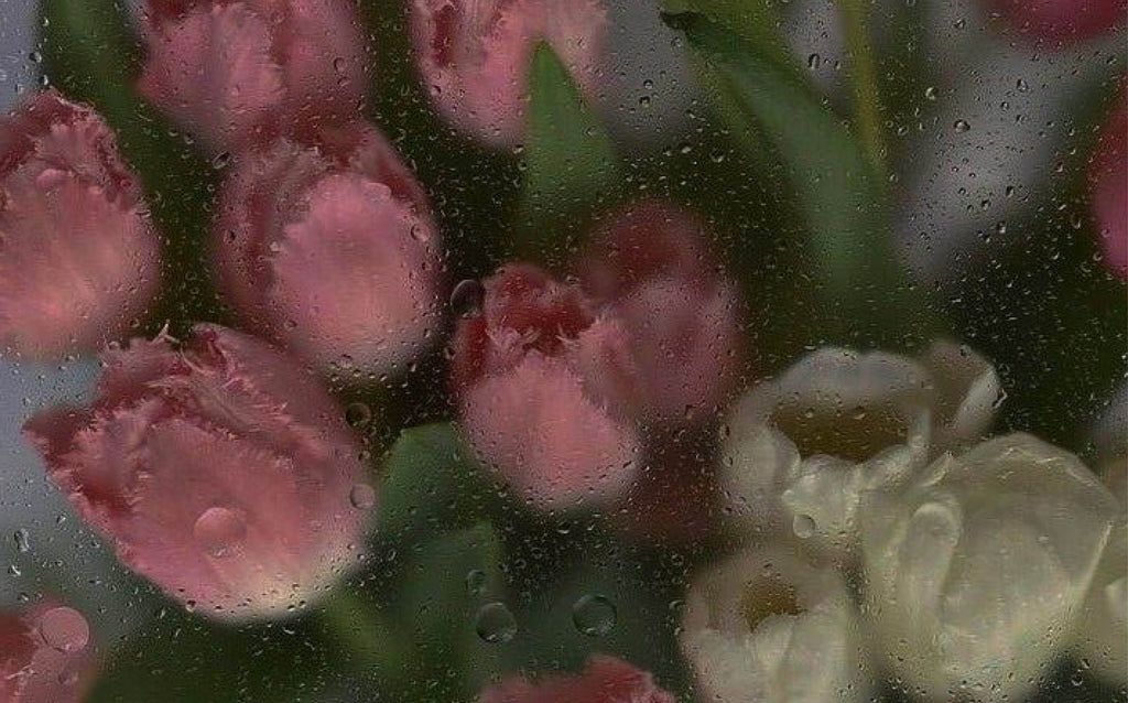 Tulips through wet window