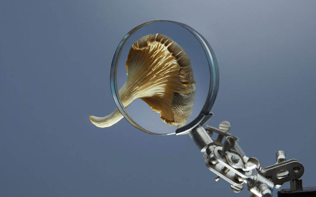 Flower petal through magnifying glass on blue background - Can Essential Oils Help You Quit Smoking - Ripple+