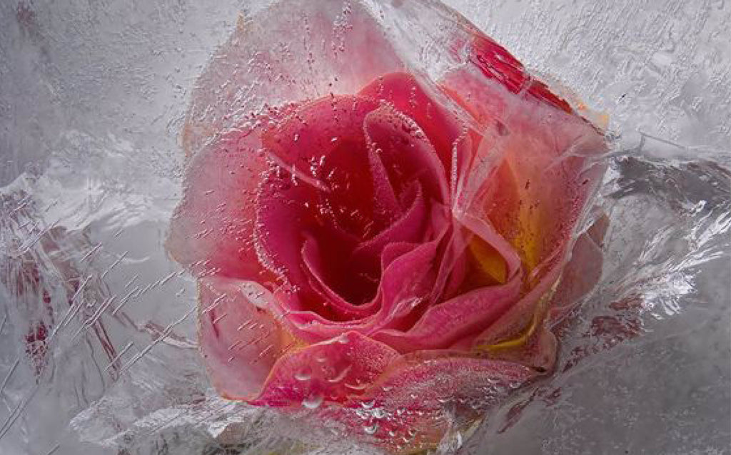 red frozen rose